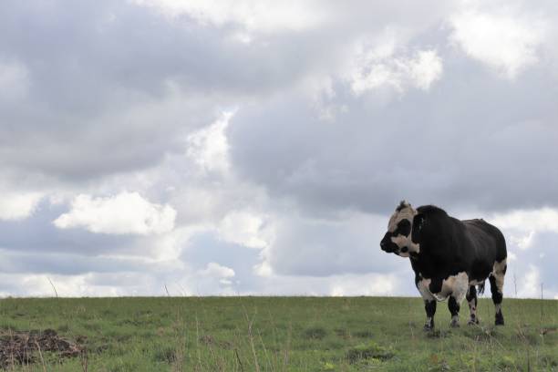 istock Black and white bull in field under overcast sky with copy space 953251722