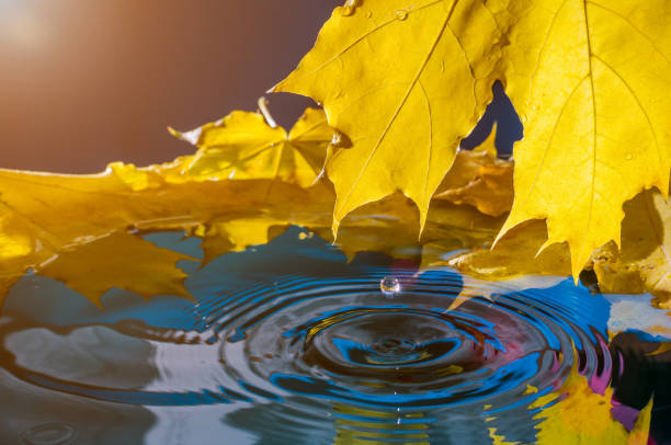istock Yellow maple leaf and a drop of water in the sunlight. Toned 953251746