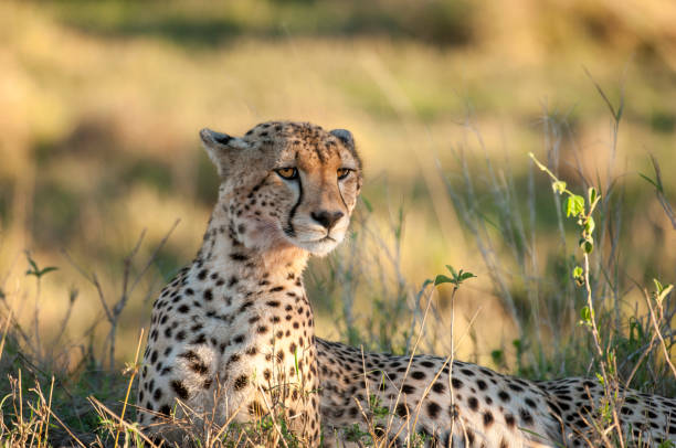 istock Wild Cheetah Sitting Looking Out Across the Savanna 953252208