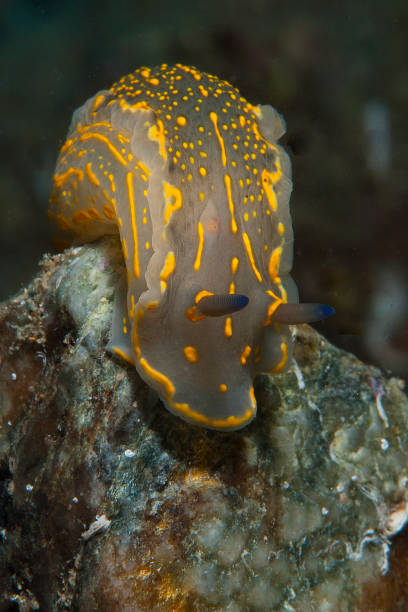 istock Invertebrate yellow walking on the sponge 953255266
