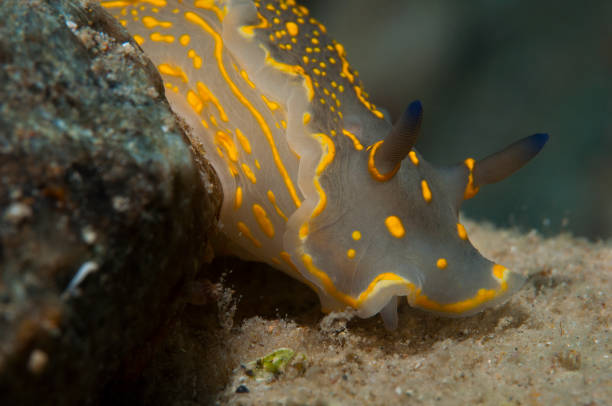 istock Invertebrate yellow walking on the sponge 953255538