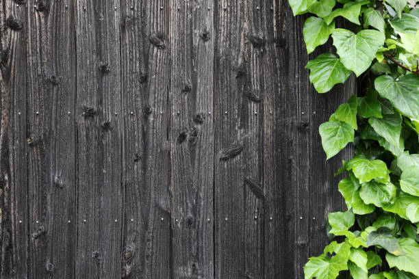 old wooden wall with green leaves old black wooden wall with green leaves of vines background work tool nail wood construction stock pictures, royalty-free photos & images