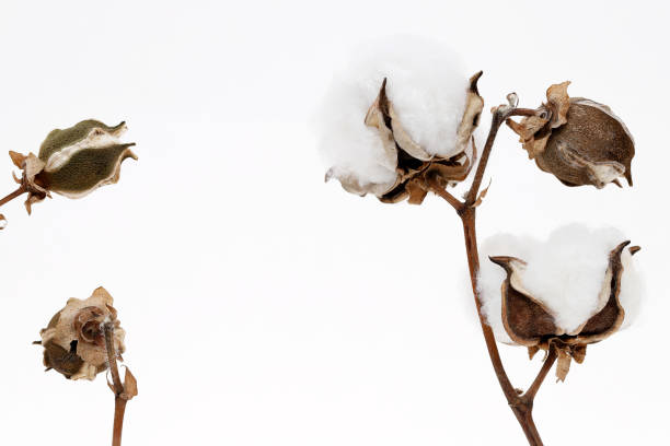 zweig der baumwollpflanze - cotton plant dry branch stock-fotos und bilder