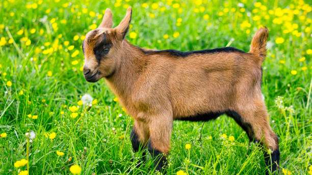 istock Young goats on the meadow 953256808