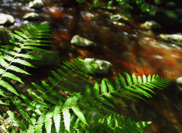istock Fern and other forest grasses. Summer landscape. 953256844