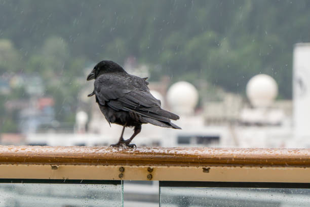 crow looking for food on alaskan cruise ship