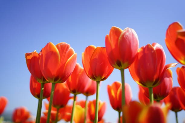 istock Beautiful red tulips against blue sky 953263334