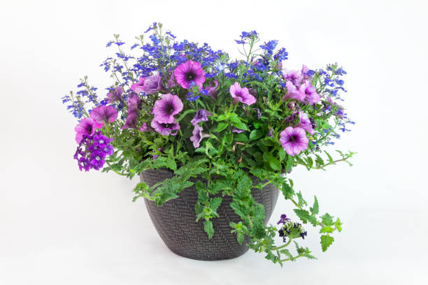 Floral Triple Threat Planter Spring planter with lobelia, verbenas and petunias. flower pot stock pictures, royalty-free photos & images