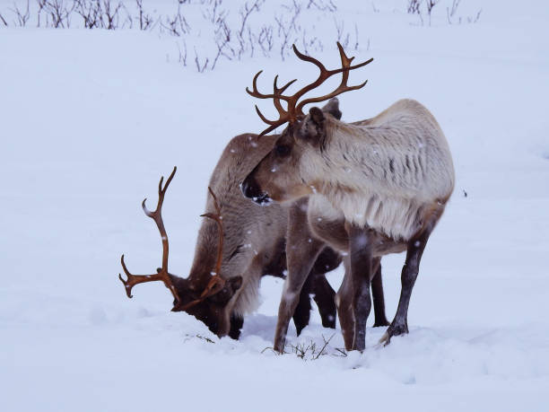istock Pair of reindeers under a snow storm 953264580