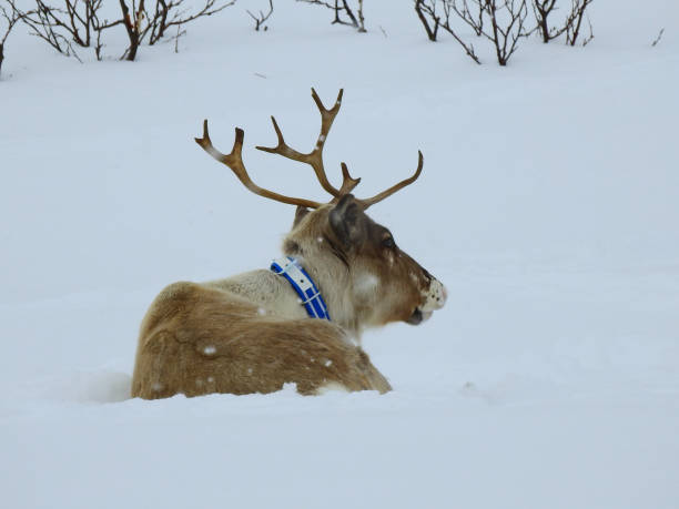 renas de trás - rear view winter blizzard nordic countries - fotografias e filmes do acervo