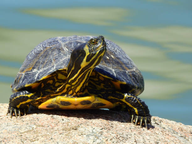 istock Front view of a yellow-bellied slider Turtle sunbathing 953264628