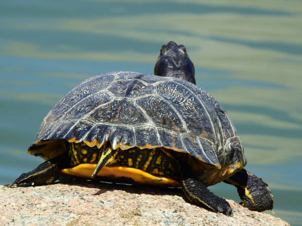 istock Yellow-bellied slider Turtle about to dive 953264750