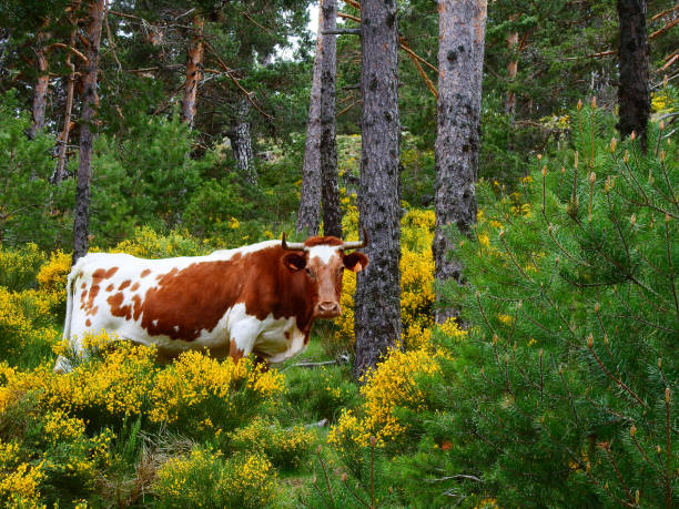 istock Cow up in the mountains 953264752