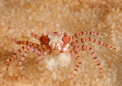 Mosaic boxer crab ( Lybia tesselata ) resting on coral reef of Bali, Indonesia. It looks like a cheerleader.