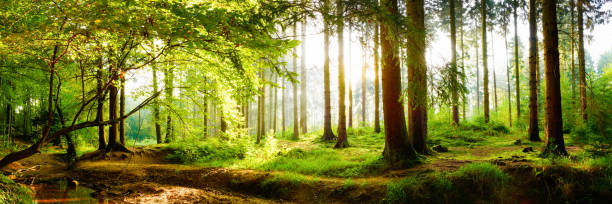 istock Beautiful forest with bright sunlight in the background 953265234