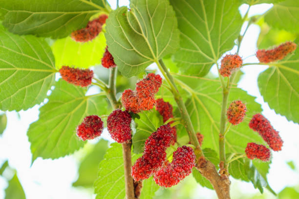 istock Fresh red mulberry fruits on tree branch 953268338