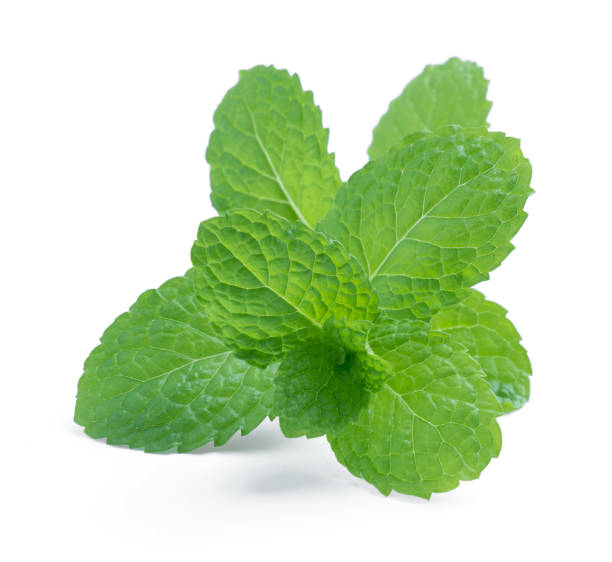 istock fresh raw mint leaves isolated on white background 953273004