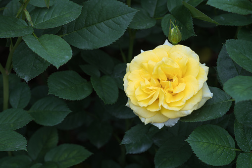 yellow rose blooming in the spring