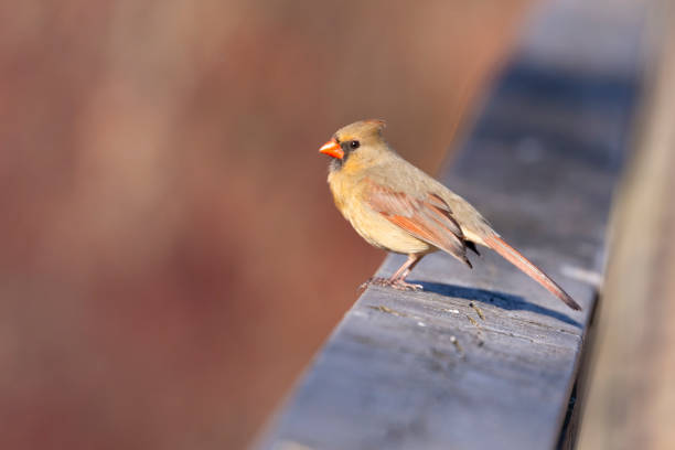 istock Profile of a Female Cardinal on Boardwalk 953276892