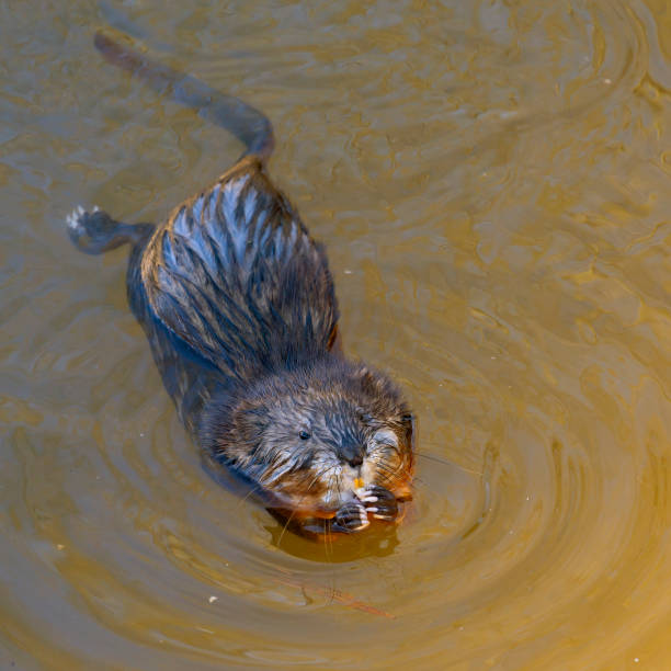 istock Swimming Muskrat in Marsh 953276906