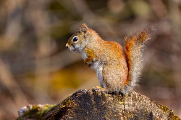 istock American Red Squirrel in Profile Sitting on a Tree Stump 953276918