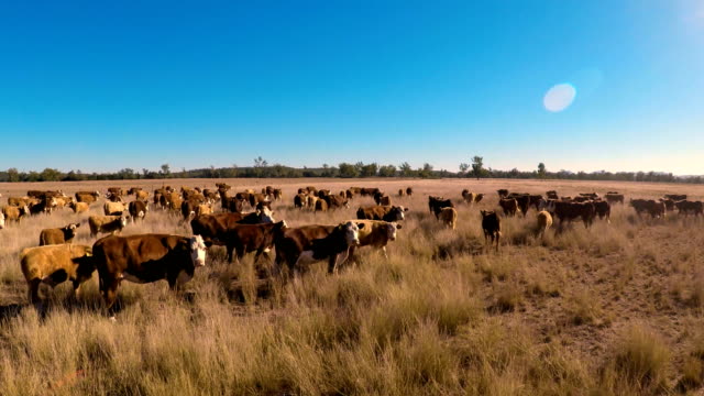 Cattle muster of grass fed beef cattle