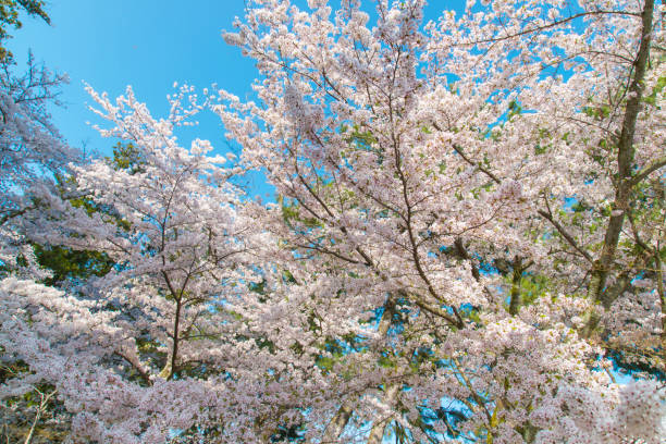 istock Beautiful Japanese Cherry Blossom with blue sky 953277784
