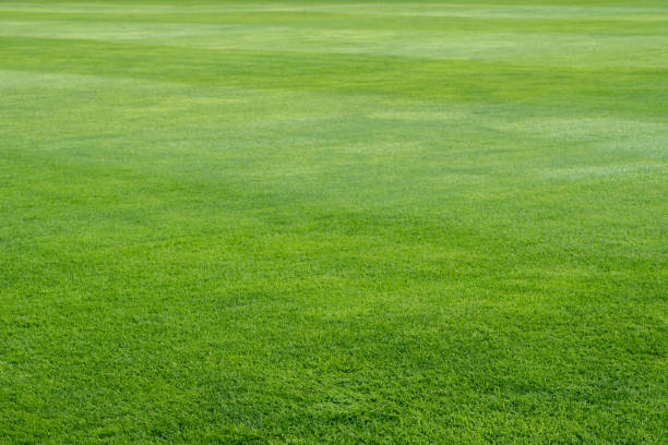 erba verde su sfondo campo di gioco - grass meadow textured close up foto e immagini stock