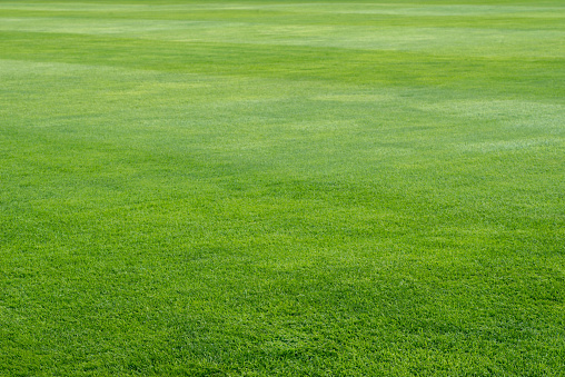 green grass on playing field background
