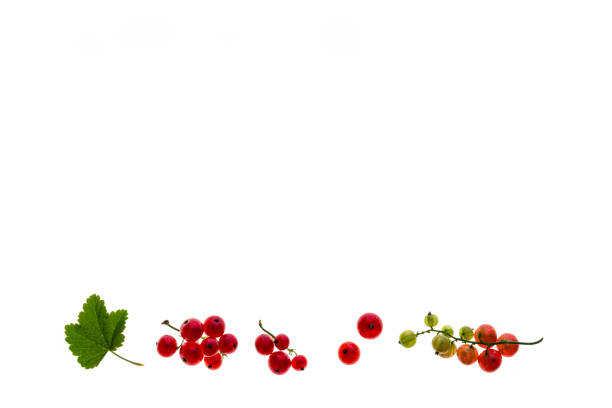 closeup of ripe redcurrants isolated on white background with copy space