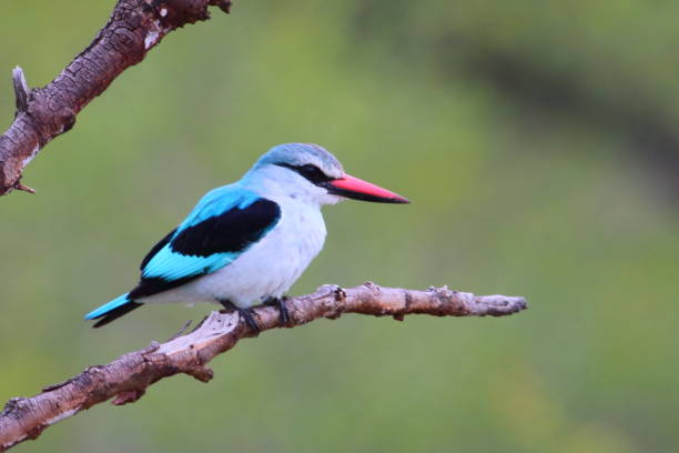 istock Woodland Kingfisher Perched on A Branch 953290874