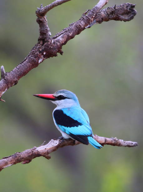 istock Woodland Kingfisher Perched on A Branch 953290892