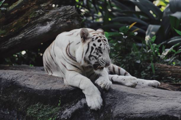 istock White Bengal Tiger in the wild 953294034