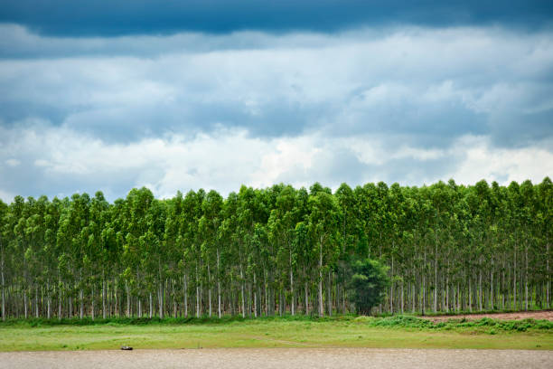 Plantation of Eucalyptus in Thailand