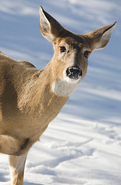Female Deer in Snow stock photo
