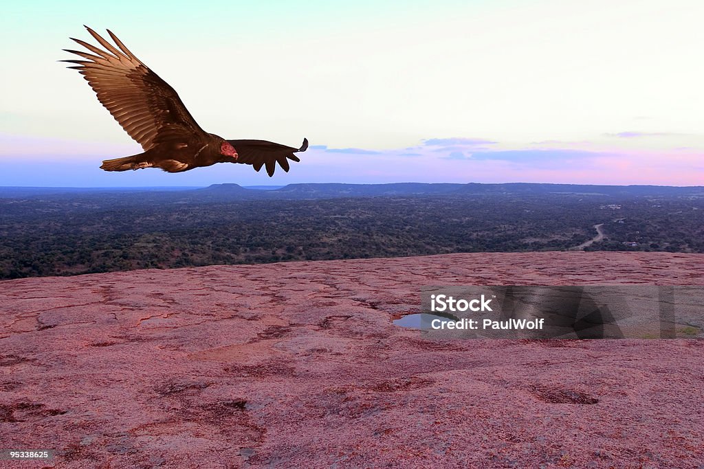 Imponente Urubu-caçador - Foto de stock de Abutre royalty-free