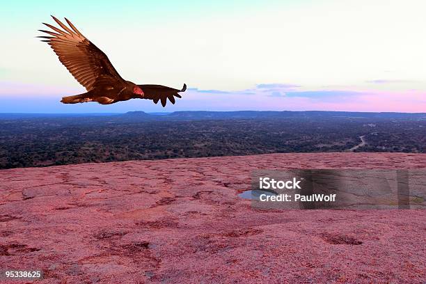 Foto de Imponente Urubucaçador e mais fotos de stock de Abutre - Abutre, Asa animal, Assustador