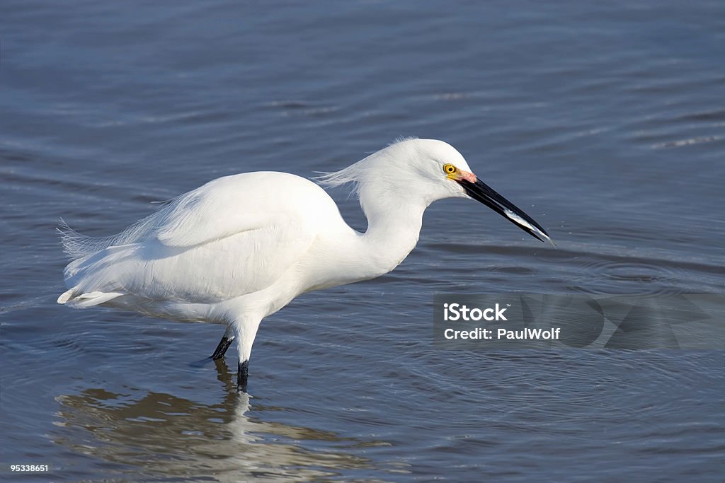 Snowy mit Fish 2 - Lizenzfrei Houston - Texas Stock-Foto