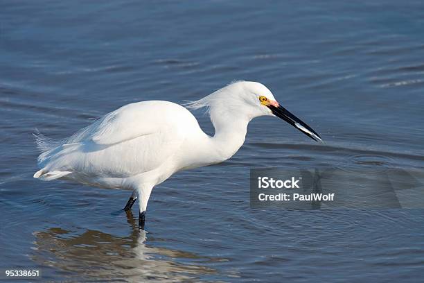 Snowy Mit Fish 2 Stockfoto und mehr Bilder von Houston - Texas - Houston - Texas, Reihergattung Egretta, Bucht