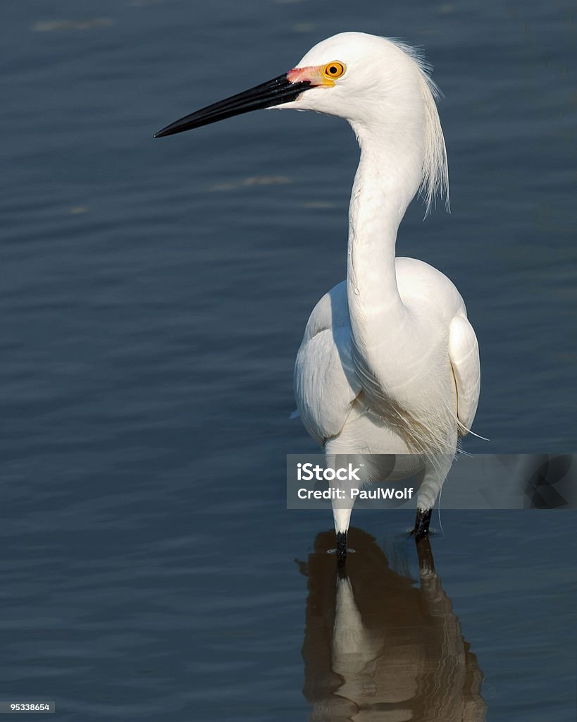 Imponente de neve - Foto de stock de Animal selvagem royalty-free