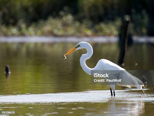 Garceta Grande Con Pescado De 2 Foto de stock y más banco de imágenes de Aire libre - Aire libre, Alimentar, Animales cazando