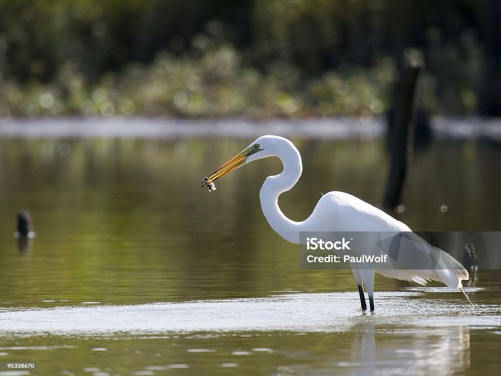 Garça-branca-grande com peixes 2 - Royalty-free Alimentar Foto de stock