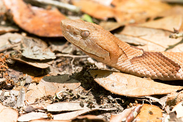 Copperhead (Agkistrodon contortrix)  southern copperhead stock pictures, royalty-free photos & images