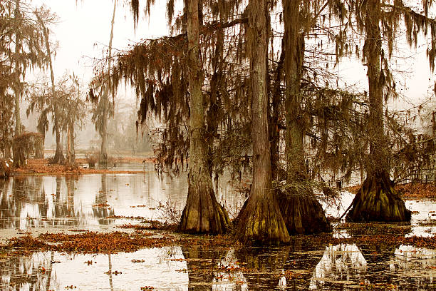 istock Misty Morning in the Swamp 95338857