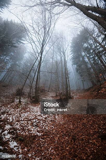 Winter Perspective Stock Photo - Download Image Now - Autumn, Branch - Plant Part, Color Image