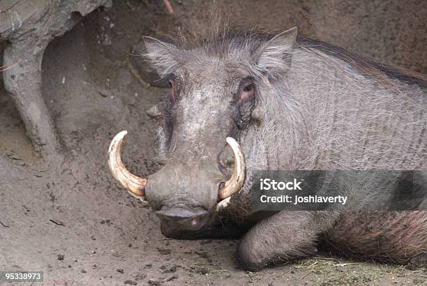 Facocero Con Grinta - Fotografie stock e altre immagini di Animale - Animale, Attitudine, Composizione orizzontale