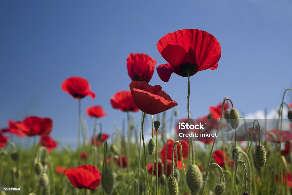 Campo de Papoula - Foto de stock de Agricultura royalty-free