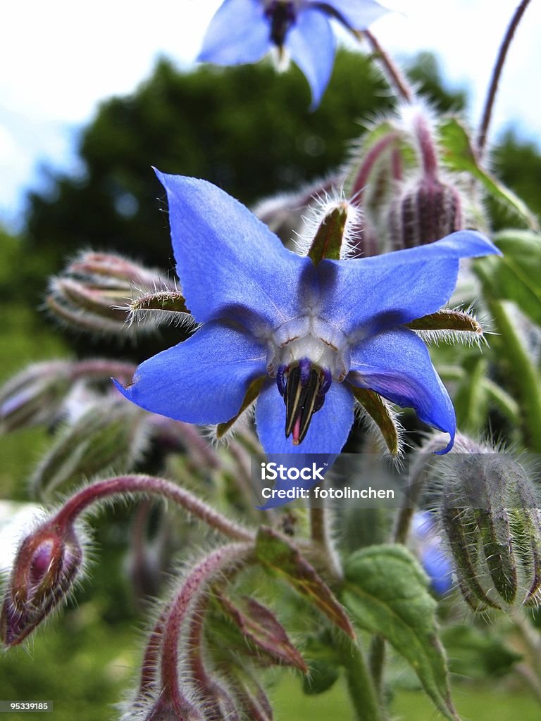 Borago officinalis - Lizenzfrei Borretsch Stock-Foto