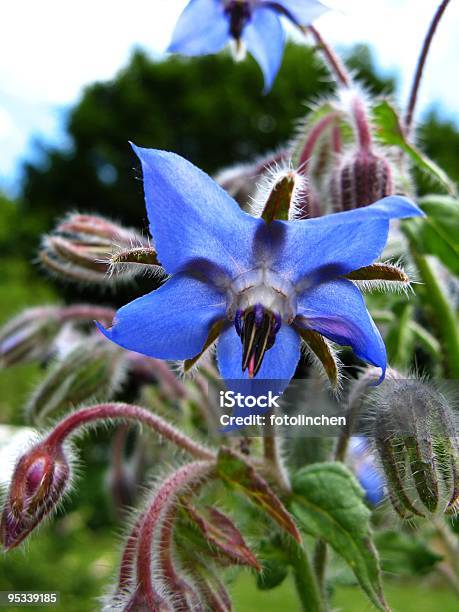 Borago Officinalis Stockfoto und mehr Bilder von Borretsch - Borretsch, Hausgarten, Alternative Medizin