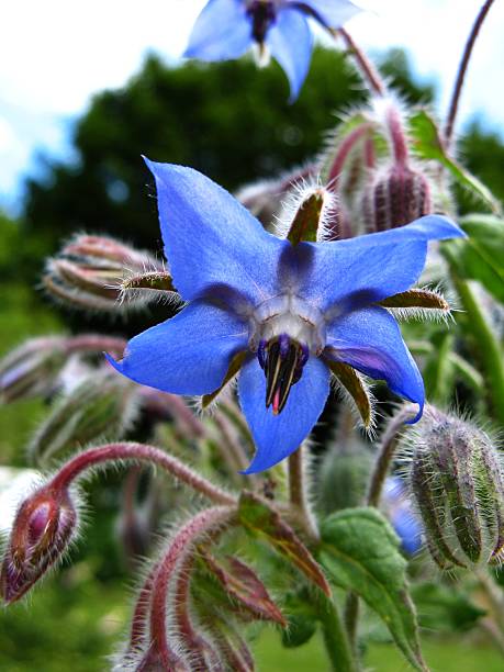 borago officinalis - west china ストックフォトと画像